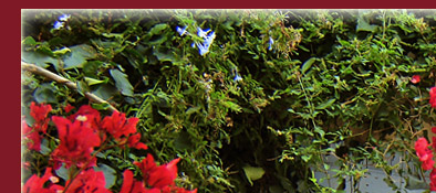 romantisches Häuschen mit hübscher Pflanzendekoration in Grimaud am Mittelmeer, Bild 1 von 6
