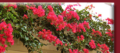 romantisches Häuschen mit hübscher Pflanzendekoration in Grimaud am Mittelmeer, Bild 2 von 6