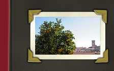 Cannes Orangenbaum und im Hintergrund der alte Kirchturm von Cannes